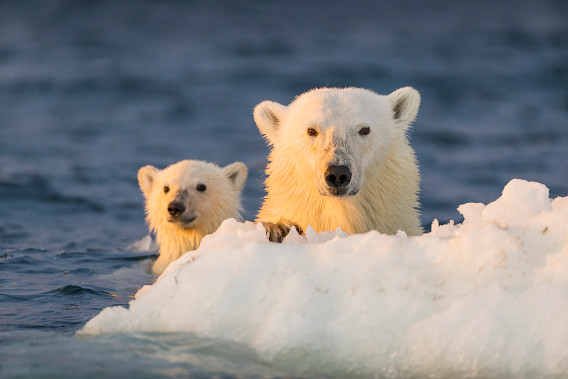 Two polar bears emerge from the water, with one larger bear in the foreground and a smaller bear behind it, both resting on an ice floe against a blurred ocean background.